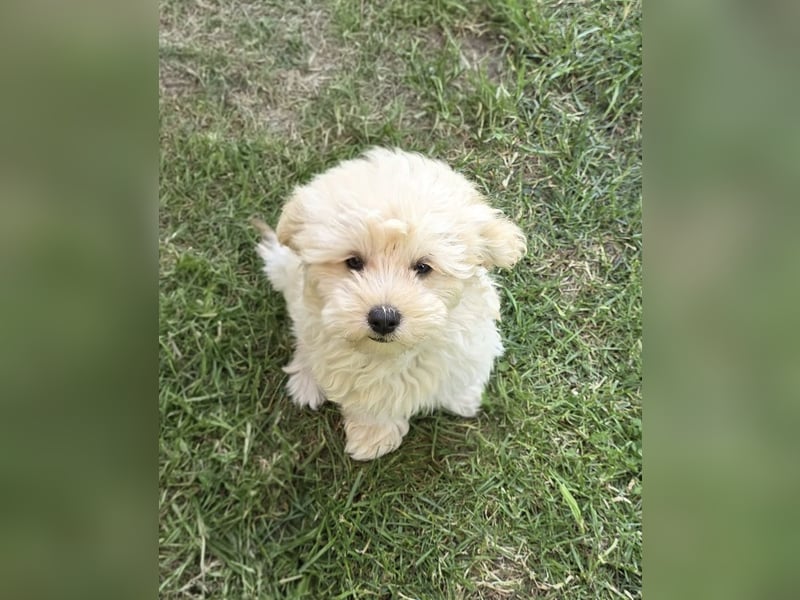 Maltipoo Welpen Aprico Stubenrein