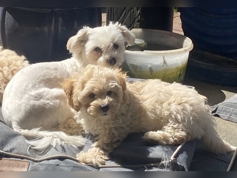 Maltipoo Welpen Aprico Stubenrein