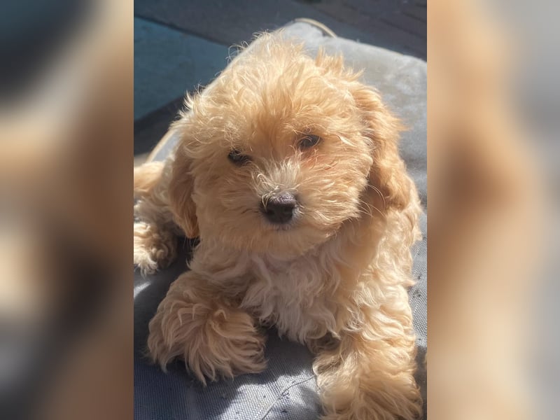 Maltipoo Welpen Aprico Stubenrein
