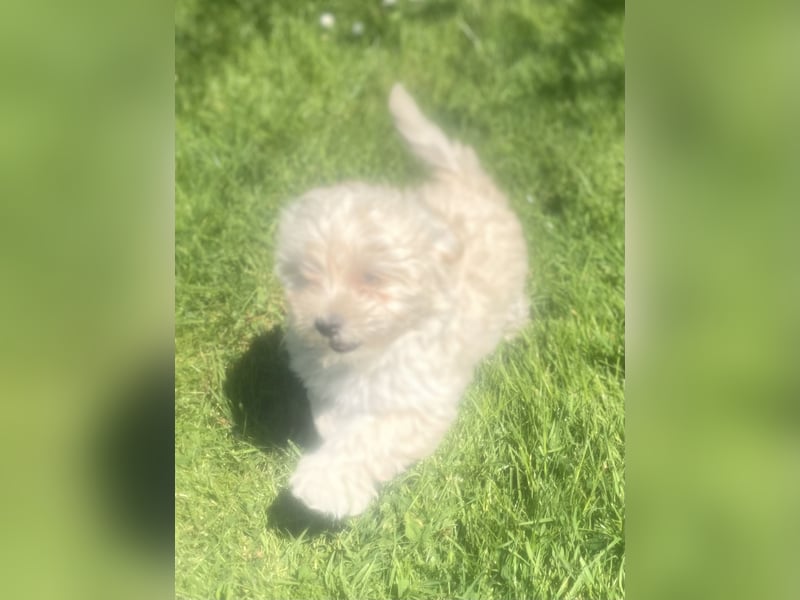 Maltipoo Welpen Aprico