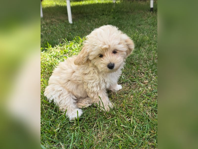 Maltipoo Welpen Aprico Stubenrein