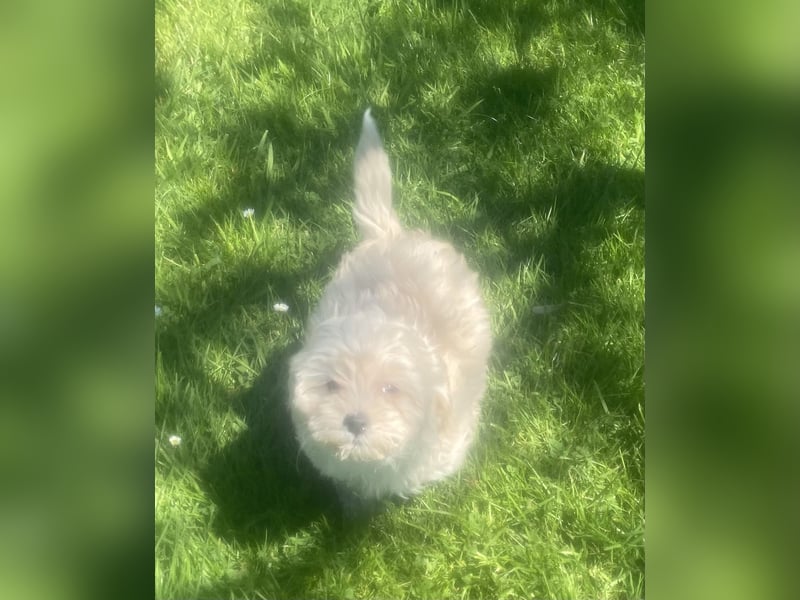 Maltipoo Welpen Aprico