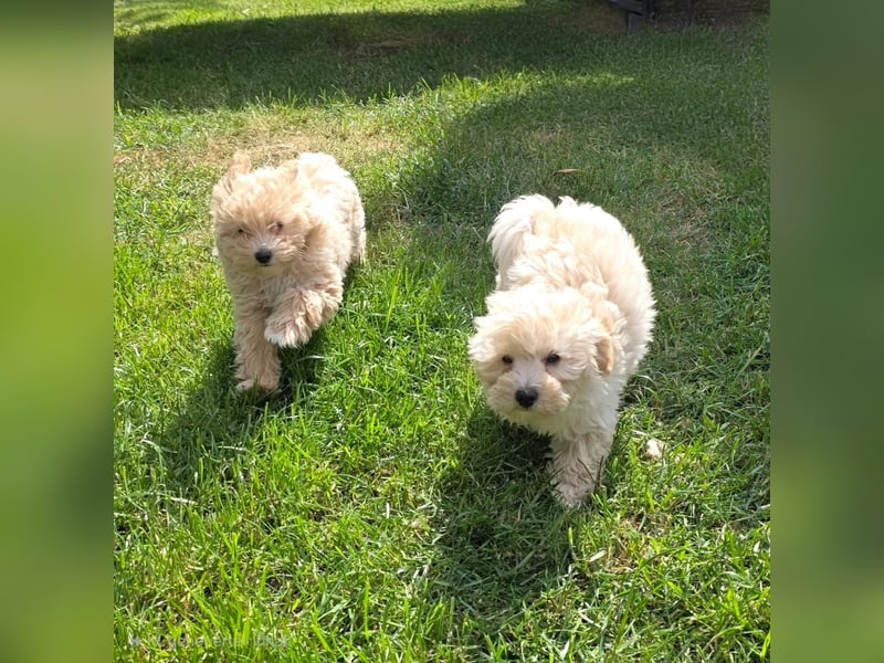 Maltipoo Welpen Aprico Stubenrein