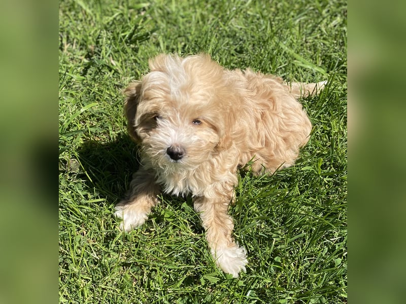 Maltipoo Welpen Aprico