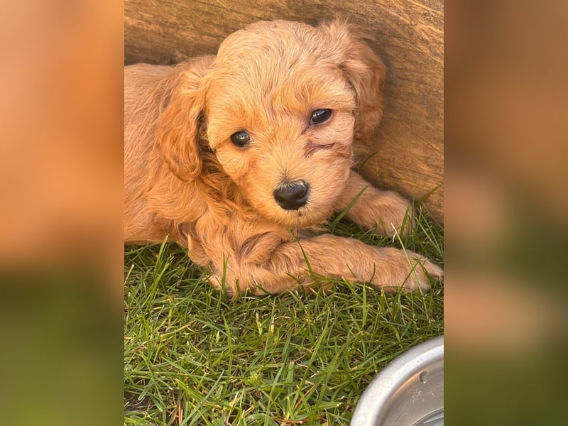 Maltipoo Welpen F1b