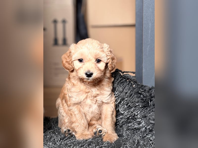 Maltipoo Welpen F1b