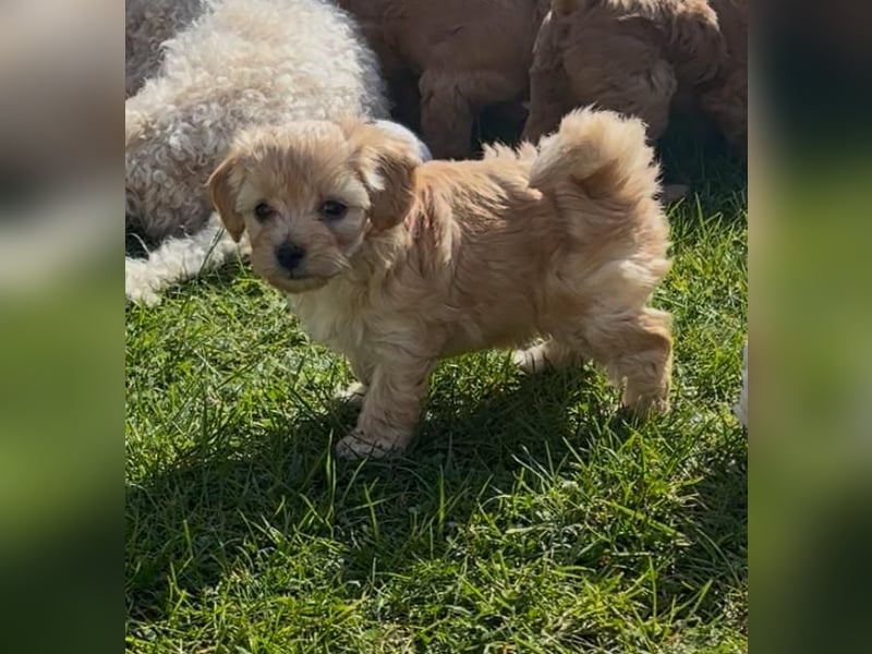 Maltipoo Welpen F1b
