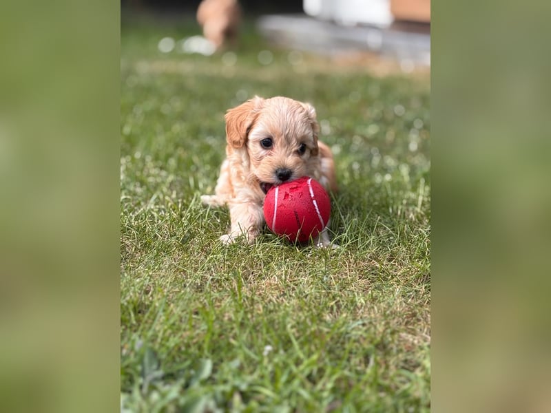 Maltipoo Welpen F1b