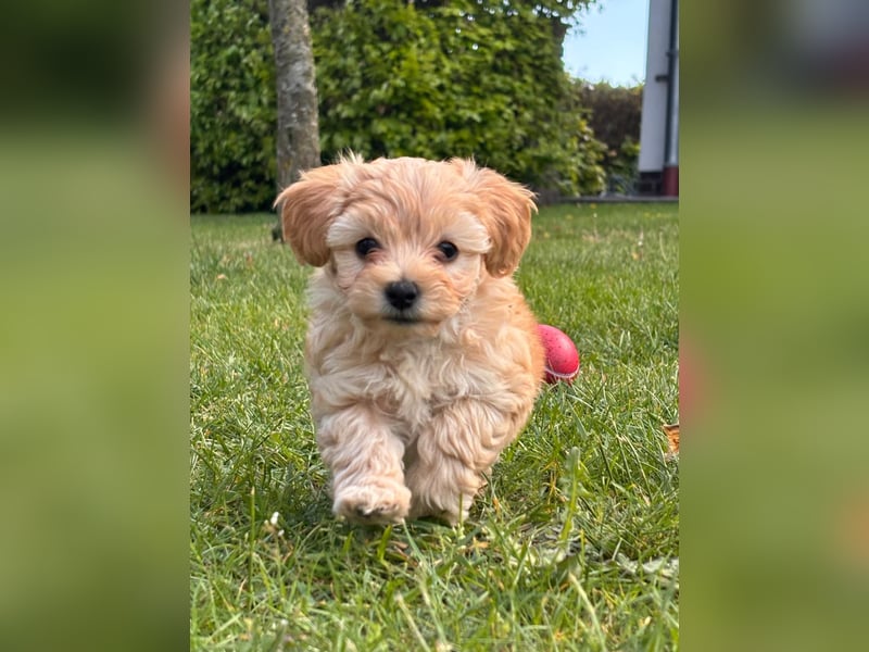 Maltipoo Welpen F1b
