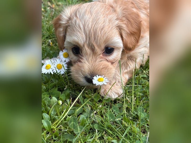 Maltipoo Welpen F1b