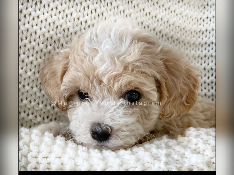 Traumhafte Maltipoo Welpen F1 Malteser Pudel