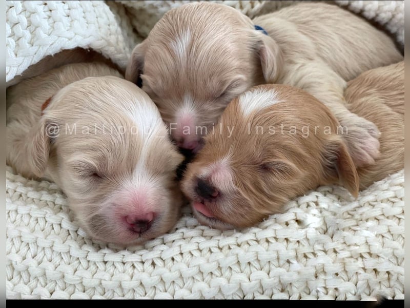 Traumhafte Maltipoo Welpen F1 Malteser Pudel