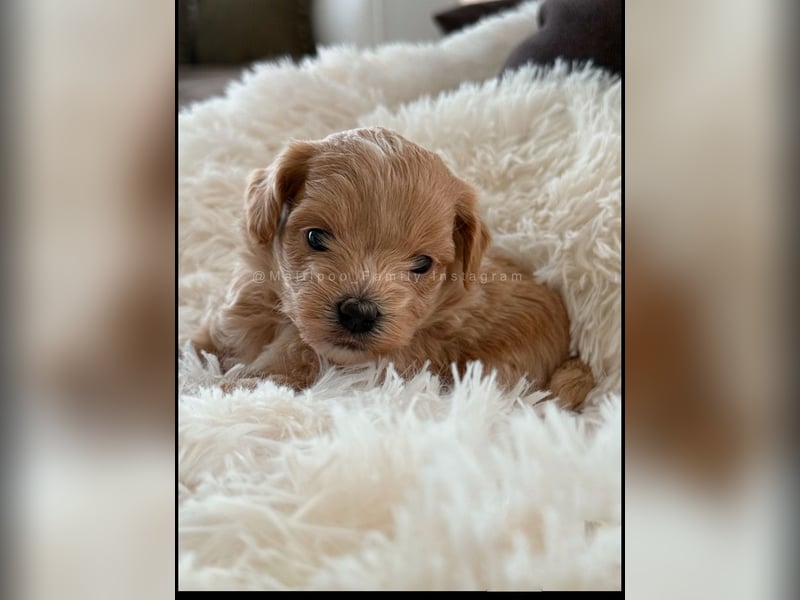 Traumhafte Maltipoo Welpen F1 Malteser Pudel