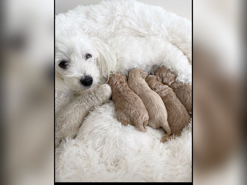 Traumhafte Maltipoo Welpen F1 Malteser Pudel