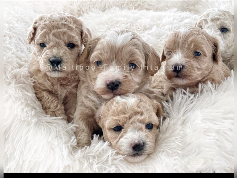 Traumhafte Maltipoo Welpen F1 Malteser Pudel