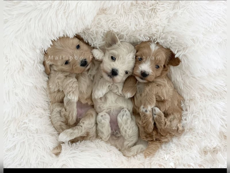 Traumhafte Maltipoo Welpen F1 Malteser Pudel