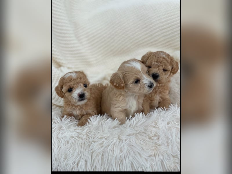 Traumhafte Maltipoo Welpen F1 Malteser Pudel