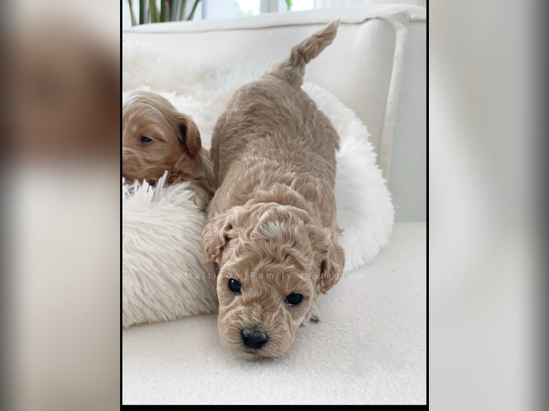 Traumhafte Maltipoo Welpen F1 Malteser Pudel