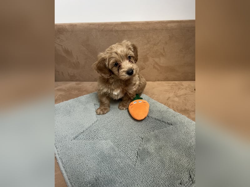 Maltipoo - Welpen - Rüden und Hündin
