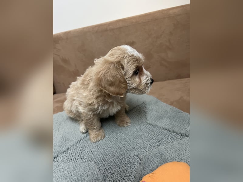 Maltipoo - Welpen - Rüden und Hündin