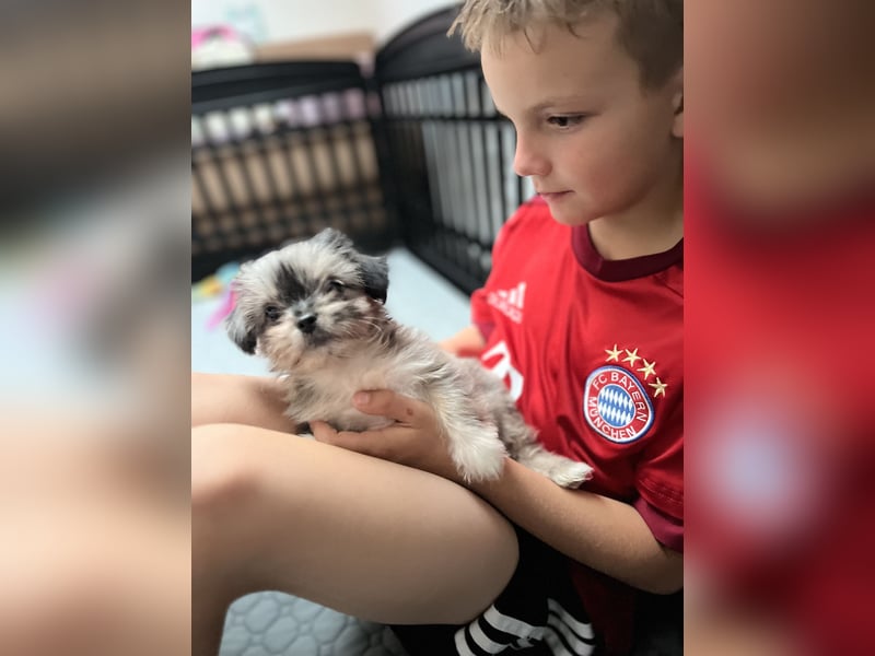 Maltipoo - Welpen - Rüden und Hündin