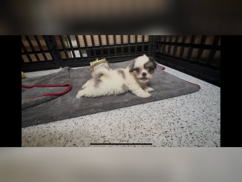 Maltipoo - Welpen - Rüden und Hündin