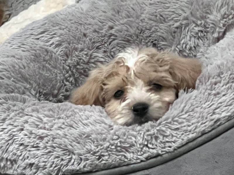 Maltipoo - Welpen - Rüden und Hündin
