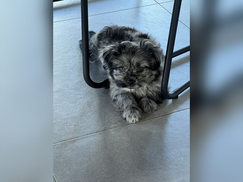 Maltipoo - Welpen - Rüden und Hündin