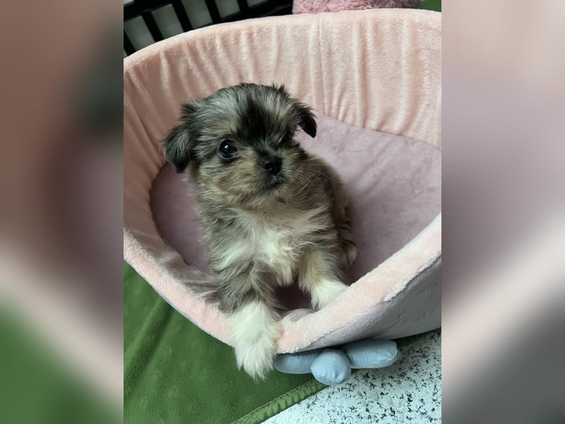 Maltipoo - Welpen - Rüden und Hündin