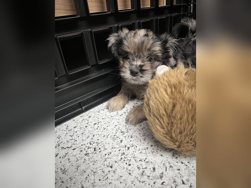 Maltipoo - Welpen - Rüden und Hündin