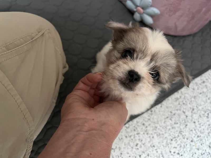Maltipoo - Welpen - Rüden und Hündin