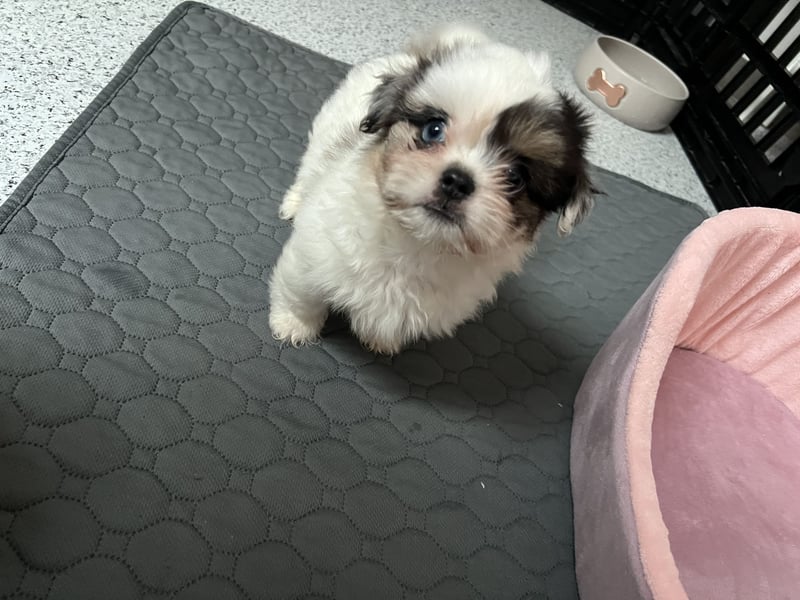 Maltipoo - Welpen - Rüden und Hündin