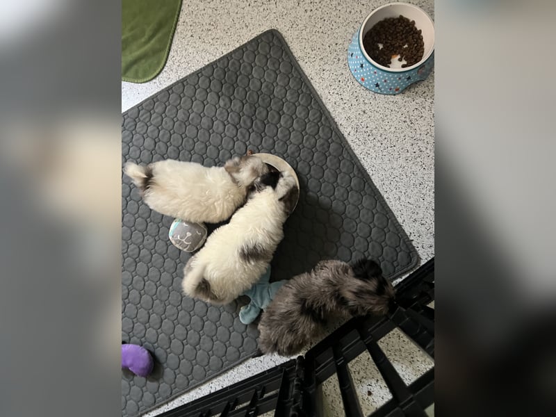 Maltipoo - Welpen - Rüden und Hündin