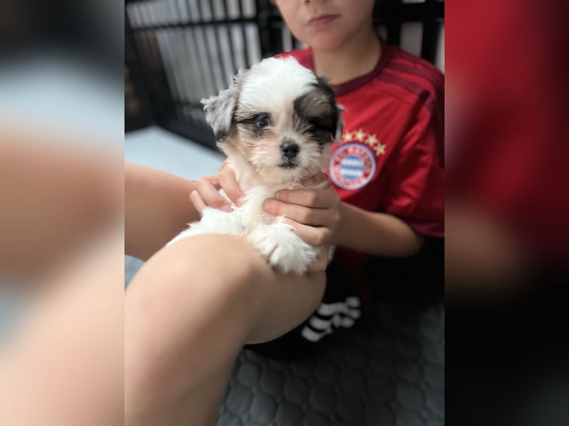Maltipoo - Welpen - Rüden und Hündin