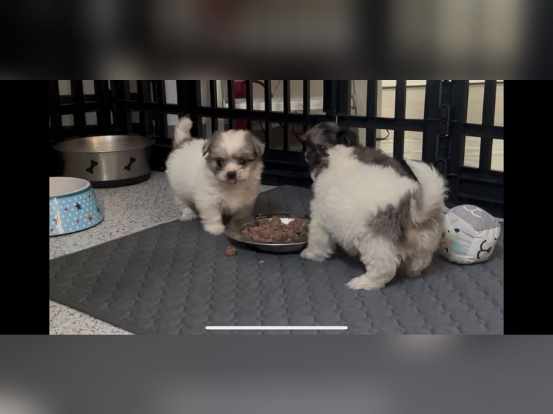 Maltipoo - Welpen - Rüden und Hündin