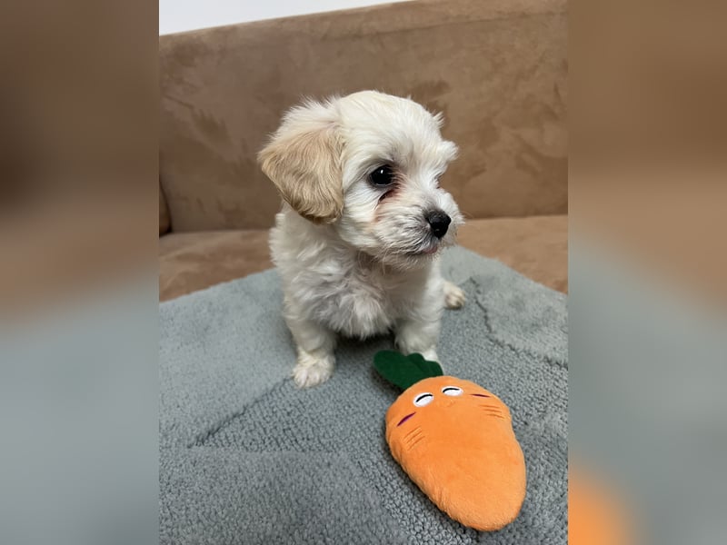 Maltipoo - Welpen - Rüden und Hündin