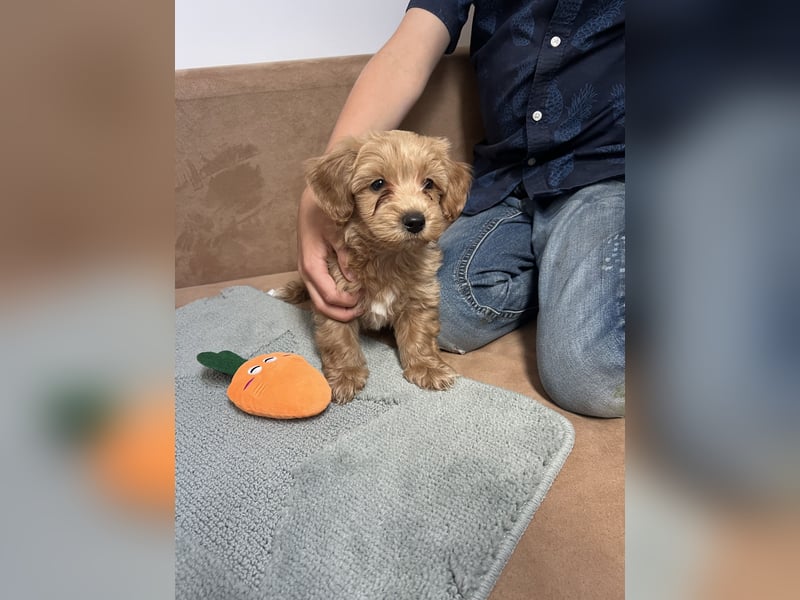 Maltipoo - Welpen - Rüden und Hündin