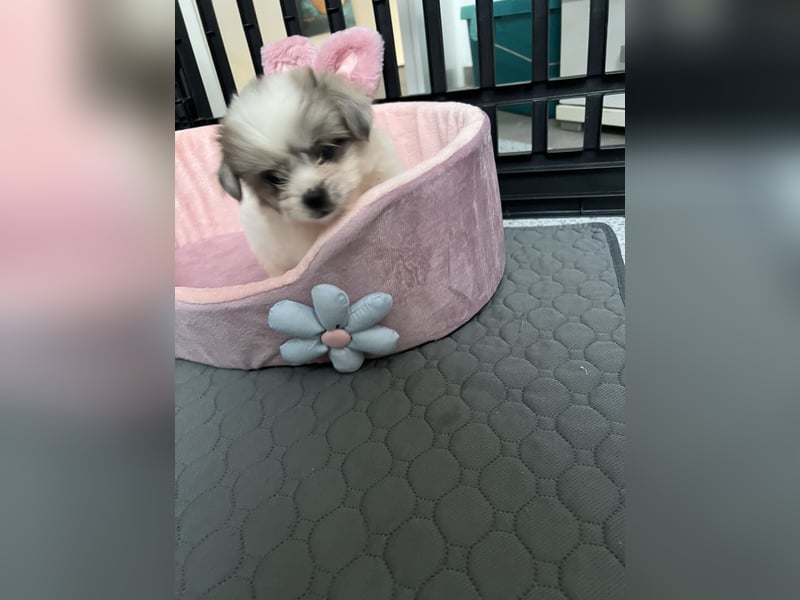 Maltipoo - Welpen - Rüden und Hündin