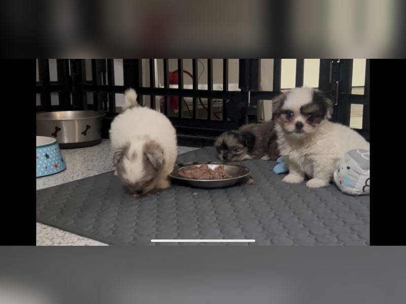 Maltipoo - Welpen - Rüden und Hündin