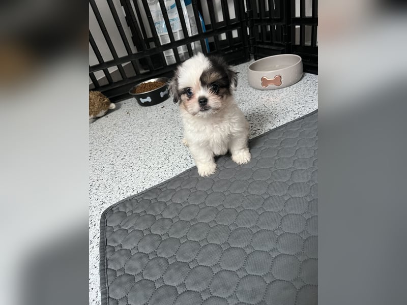 Maltipoo - Welpen - Rüden und Hündin