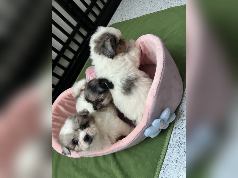 Maltipoo - Welpen - Rüden und Hündin