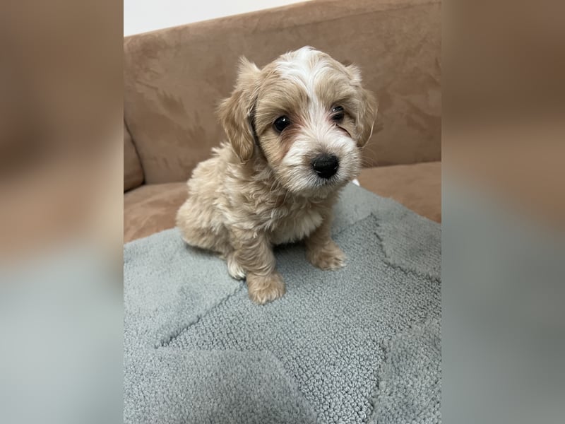 Maltipoo - Welpen - Rüden und Hündin