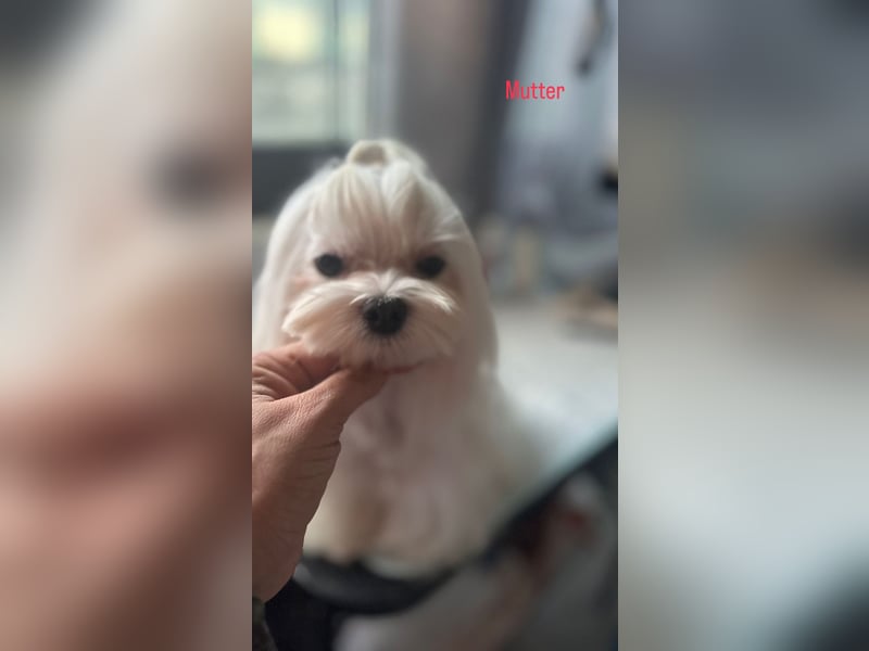 Maltipoo Welpen