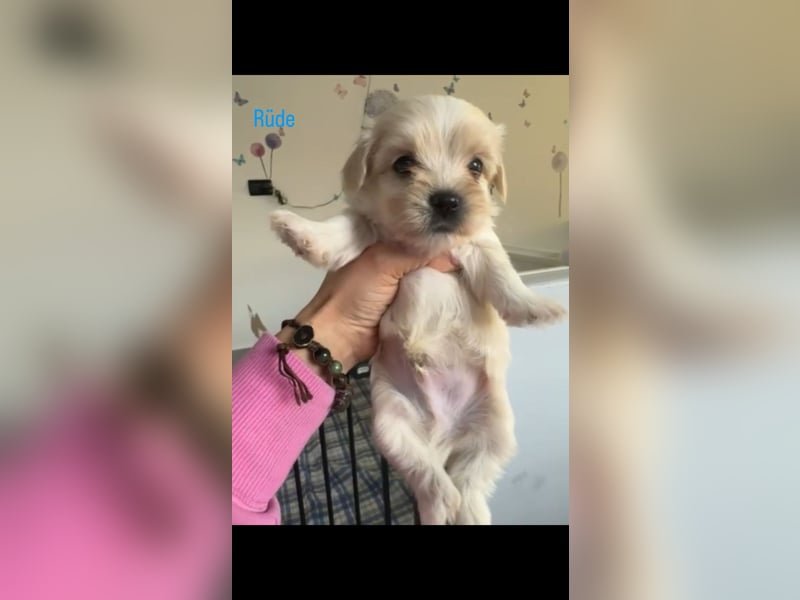 Maltipoo Welpen