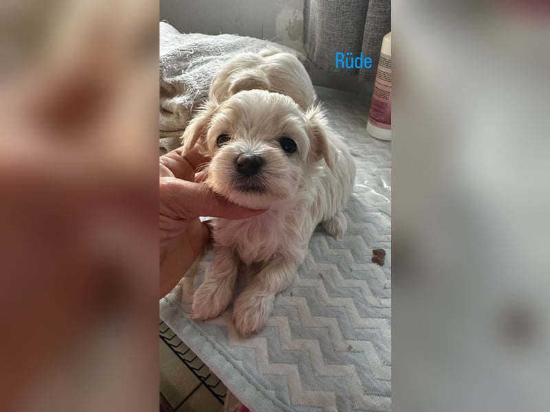 Maltipoo Welpen