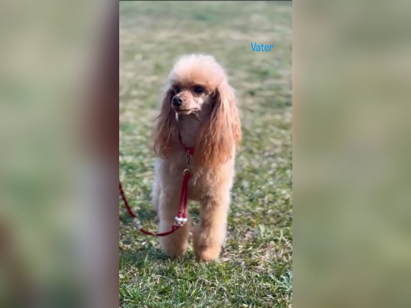 Maltipoo Welpen