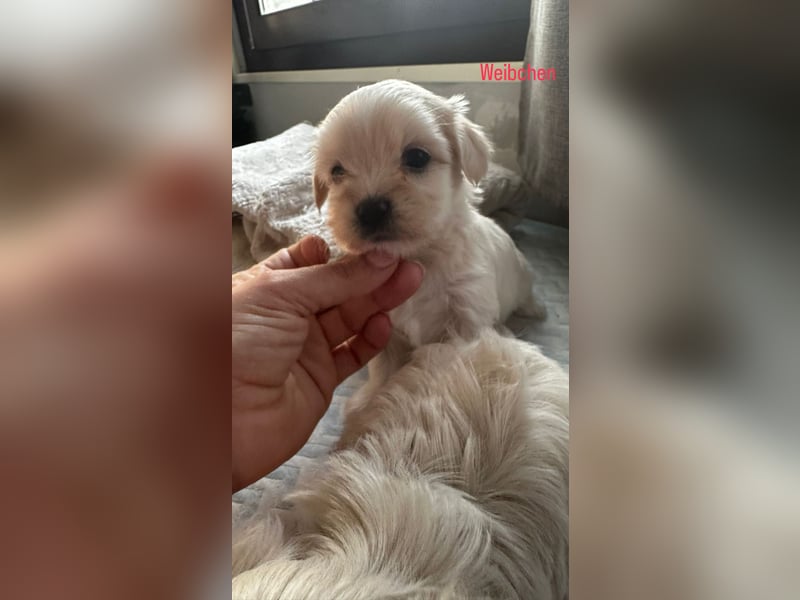 Maltipoo Welpen