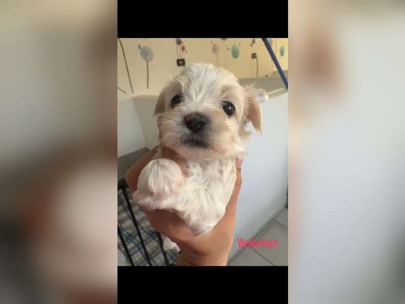Maltipoo Welpen
