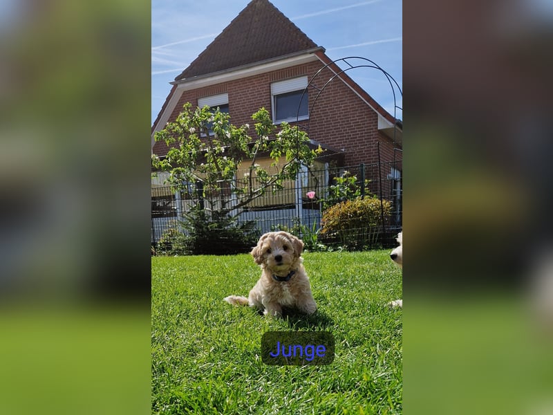Maltipoo F 1 Welpen