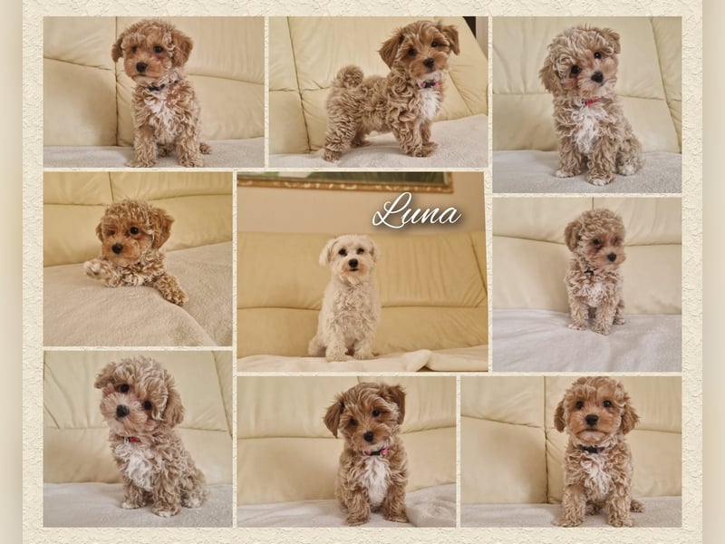 Maltipoo F 1 Welpen